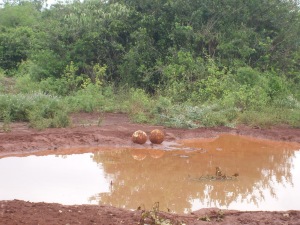 muddy pool